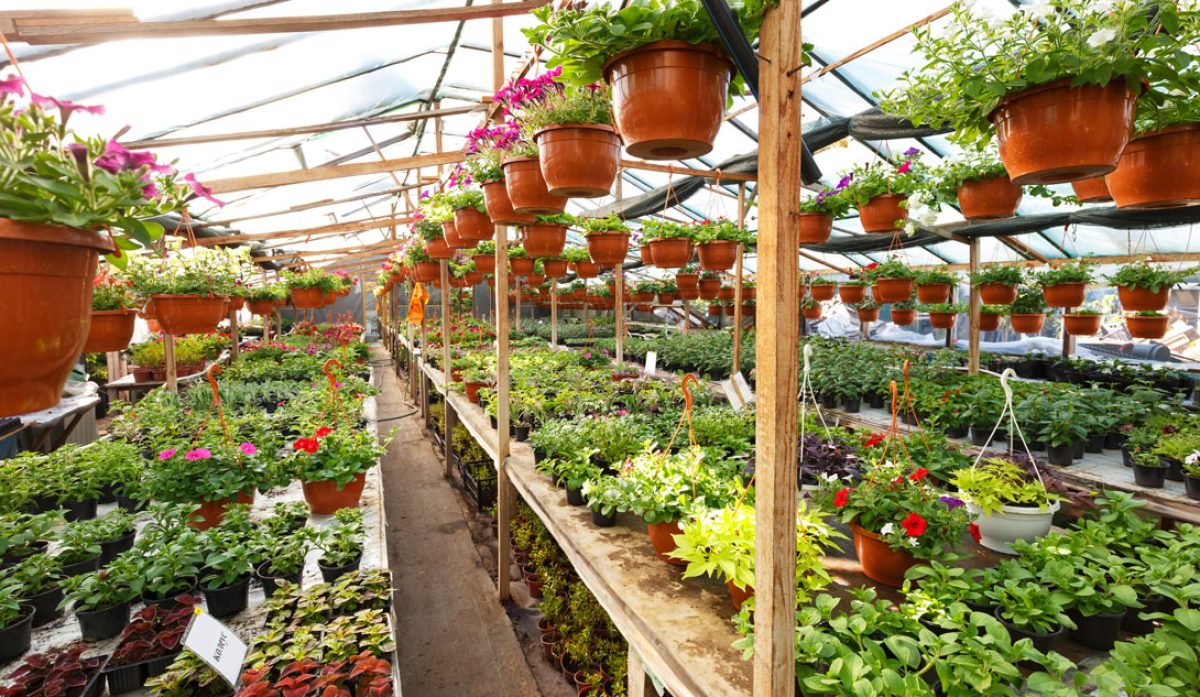 vivero-de-plantas_28072022090326