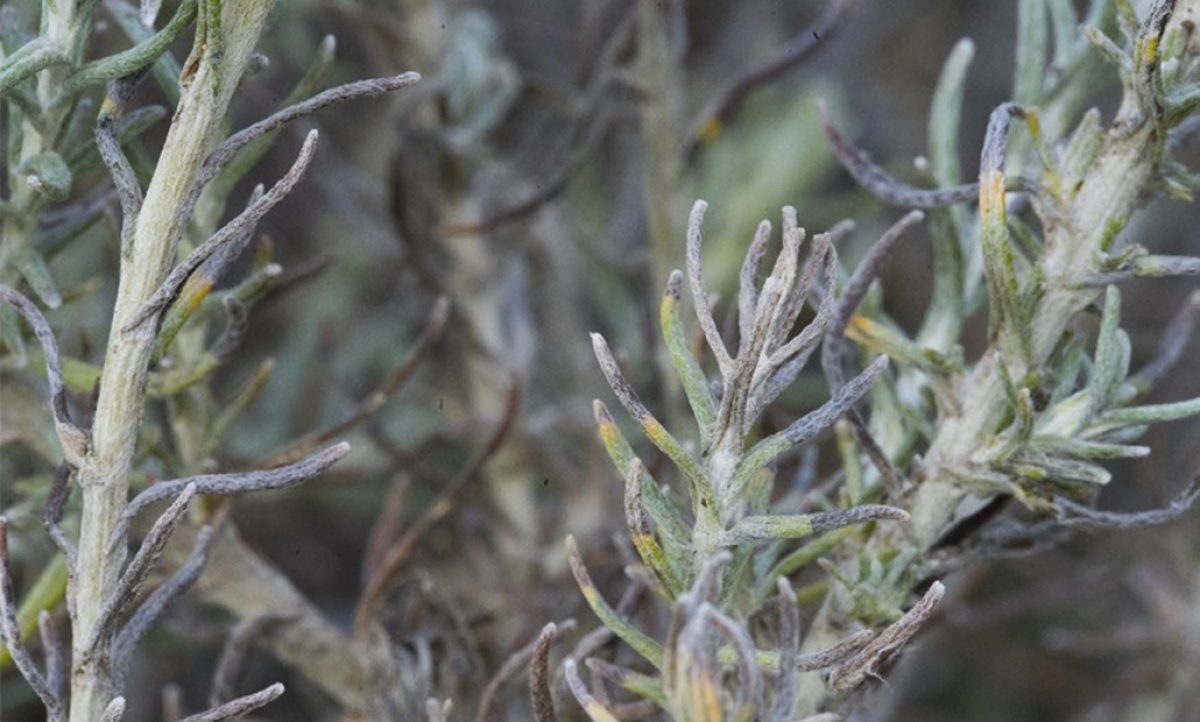 xylella_02102019102903