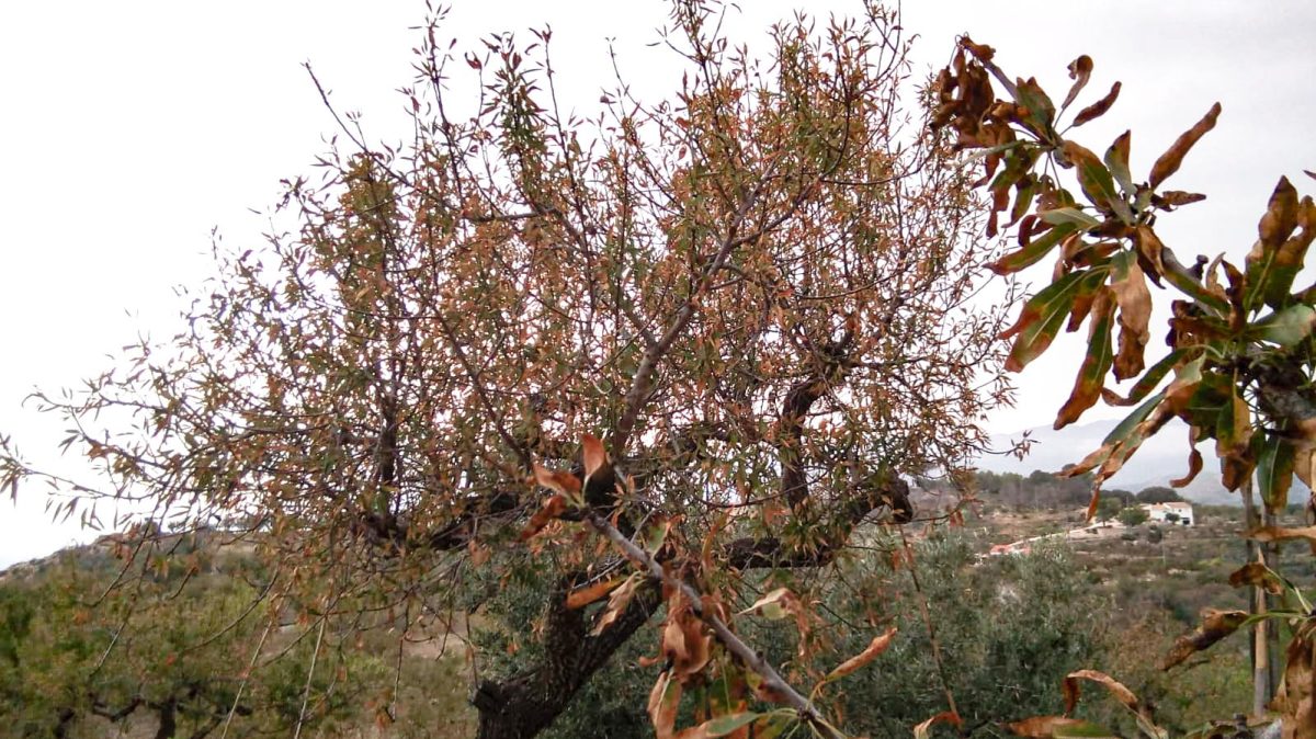 xylella_almendros_14072021115030