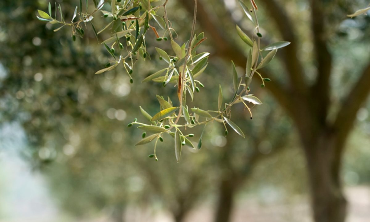 xylella_francia_22042020090806