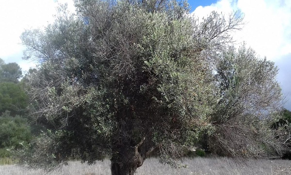 xylella_uk_05032021090002