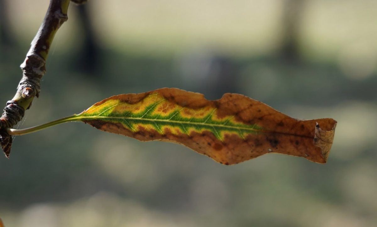 xylellafastidiosa_23072024083315